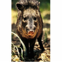 Javelina Acrylic Cut Outs