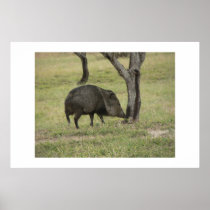 Javelina. posters