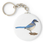 JAY 1