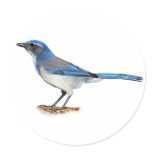 JAY 2