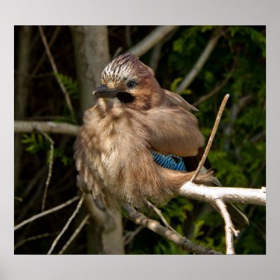 British Bird Poster