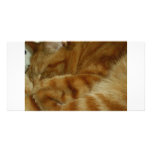 jazzpurr the ginger cat photo cards