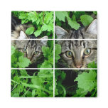 Jebadiah Montage magnets