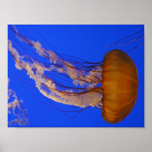Jelly Fish at Big Sur Poster