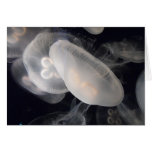 Jelly Fish Greeting Cards