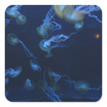 Jelly Fish stickers