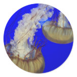 jelly fish sticker