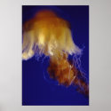 Jelly posters