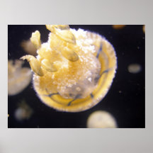 Jellyfish 512 posters