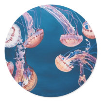 Jellyfish Jam by Paul Jackson, aws, nws