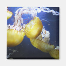 Jellyfish Just Keep Swimming Magnets