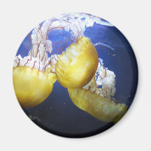 Jellyfish Just Keep Swimming Refrigerator Magnets