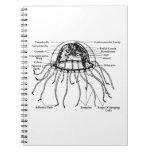 Jellyfish Notebooks