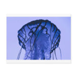 Jellyfish on Blue Post Card