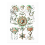 Jellyfish Post Cards