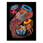 Jellyfish Postcard