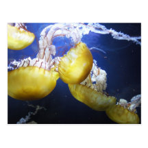 Jellyfish postcard