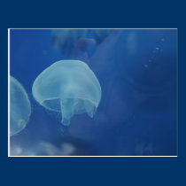jellyfish postcards