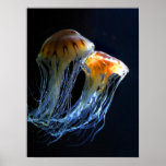 Jellyfish Poster posters