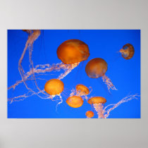Jellyfish Print