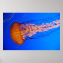 Jellyfish Poster 1 posters