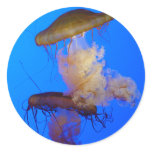 Jellyfish Sticker
