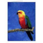 Jenday conure blank cards
