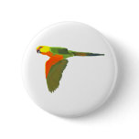 Jenday Conure buttons