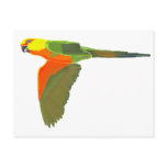 Jenday Conure postcards