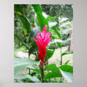 Jengibre rojo (red ginger) posters