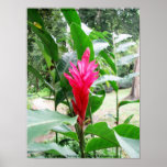 Jengibre rojo (red ginger) posters
