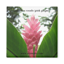 Jengibre rosado (pink ginger) refrigerator magnets