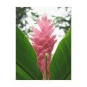 Jengibre rosado (pink ginger) postcards