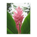 Jengibre rosado (pink ginger) postcards