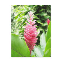 Jengibre rosado (pink ginger) postcard
