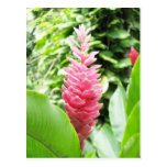 Jengibre rosado (pink ginger) postcard