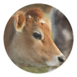 Jersey Cow stickers