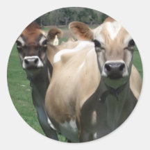 Jersey cows round sticker