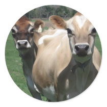 Jersey cows round sticker