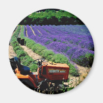 Jersey lavender farm, Jersey Channel Islands, Engl magnets