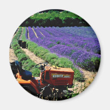 Jersey lavender farm, Jersey Channel Islands, Engl Fridge Magnet