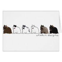 Jersey Wooly Group