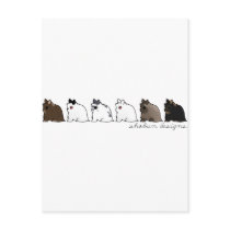 Jersey Wooly Group