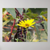 Jerusalem Artichoke Print