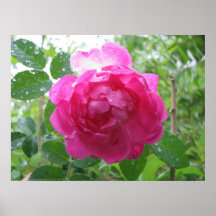 Jessie's Unknown Old Rose Print
