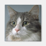 Jewel 1 refrigerator magnet