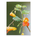 Jewelweed Card