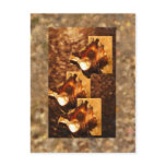 jews onsand postcards
