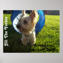Jill The Yorkie Poster