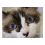 Jillie #2 post card